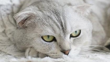 九游官方网站：开启手游世界的官方入口，信任从指尖开始