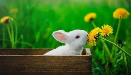 九游官方网站：开启手游世界的官方入口，信任从指尖开始